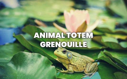Grenouille Signification Spirituelle, Rêve et Animal Totem
